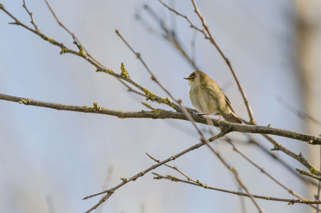 Lu piccolo?  S,   Lu piccolo (Phylloscopus collybita)